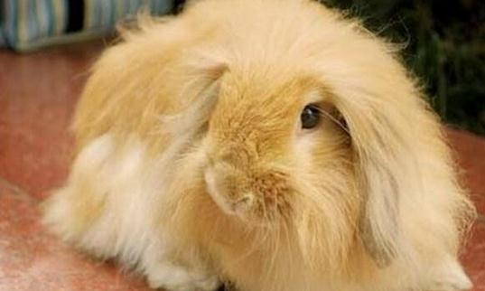 緞毛安哥拉兔的簡介-緞毛安哥拉兔的價格