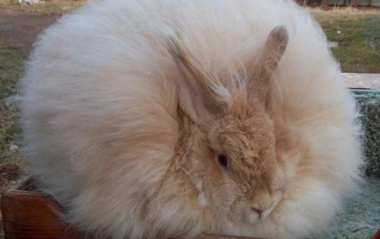 緞毛安哥拉兔的產(chǎn)地-緞毛安哥拉兔怎么養(yǎng)？