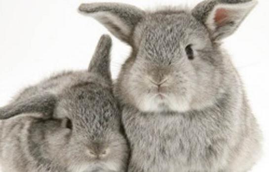 多瓦夫兔的產地-多瓦夫兔的價格