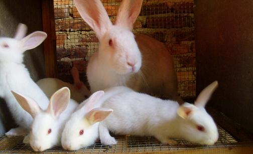 佛州白兔怎么養？佛州白兔簡介