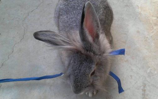 佛州大白兔怎么養?佛州大白兔的簡介