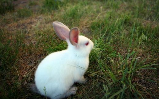 佛州大白兔的生活環境-佛州大白兔的形態