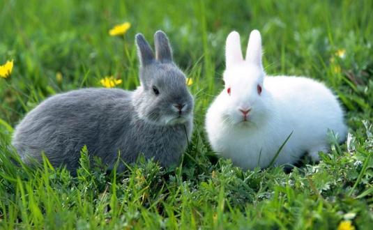 福建黃兔多少錢能買到?福建黃兔的簡介