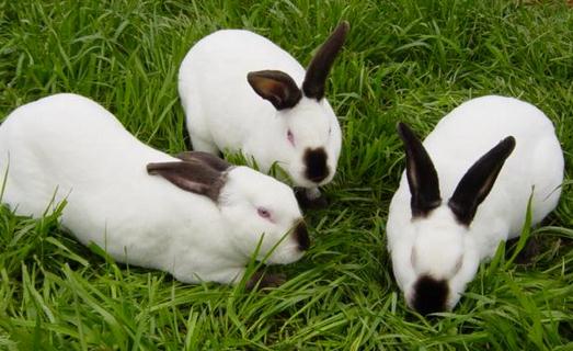 公羊兔怎么養？公羊兔的產地是哪里？