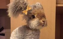 草泥兔是什么？草泥兔怎么養？