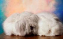 法國安哥拉兔怎么養？法國安哥拉兔的價格