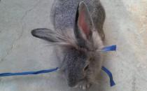 佛州大白兔怎么養(yǎng)？佛州大白兔的簡介