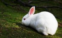哈爾濱大白兔的形態(tài)特征有哪些？
