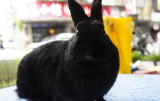 哈瓦那兔的簡介-哈瓦那兔是什么？