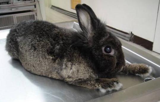 哈瓦那兔怎么養(yǎng)?哈瓦那兔的喂養(yǎng)方法