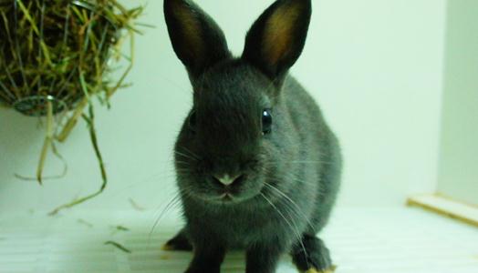 哈瓦那兔對飼養(yǎng)環(huán)境有什么要求?