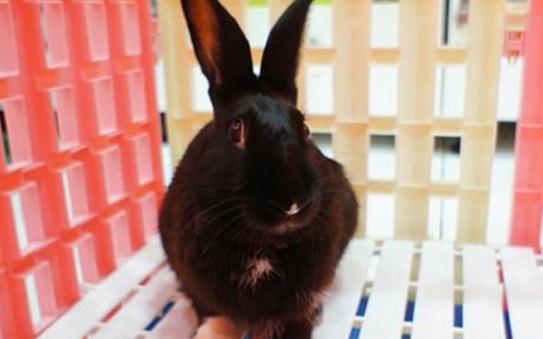 哈瓦那兔如何護理?哈瓦那兔怎么斷奶?