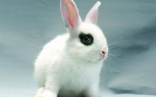海棠兔產自哪里?海棠兔的環境溫度控制