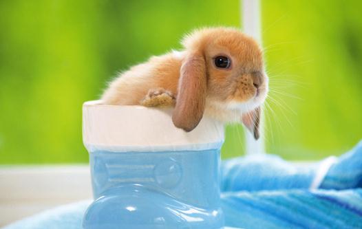 荷蘭垂耳兔怎么養(yǎng)?荷蘭垂耳兔的產(chǎn)地