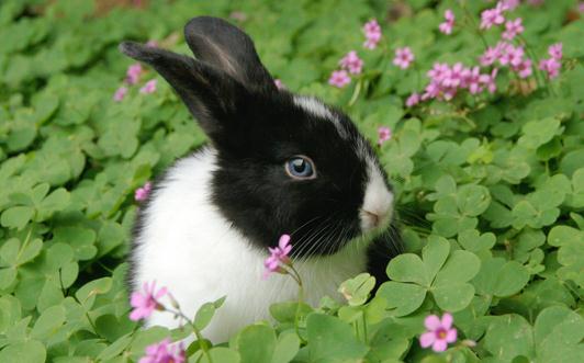 荷蘭兔的喂食要點-荷蘭兔怎么喂養(yǎng)?