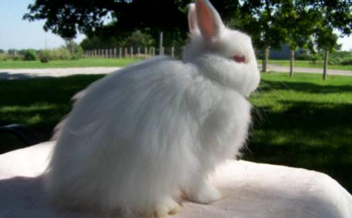 潔西伍莉的簡介-潔西伍莉是什么兔子？