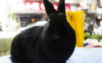 哈瓦那兔的簡介-哈瓦那兔是什么？