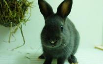 哈瓦那兔對飼養環境有什么要求？