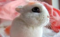 海棠兔的生長環(huán)境如何？