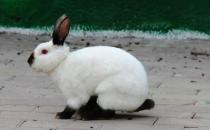 加利福尼亞兔怎么養？加利福尼亞兔養殖方法