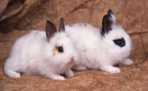 家兔怎么養(yǎng)？家兔吃什么？