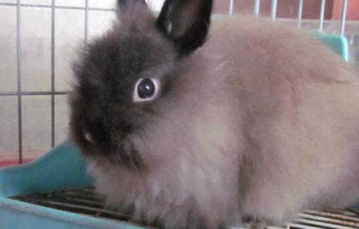 美國費斯垂耳兔產自哪里？