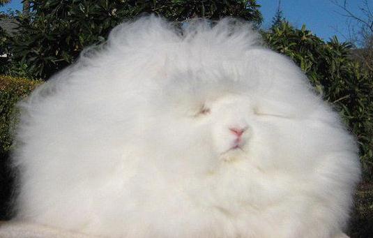 巨型安哥拉兔是怎樣的?巨型安哥拉兔的簡介