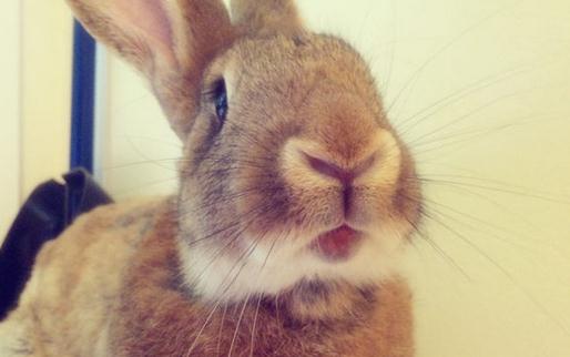 巨型花明兔怎么養?巨型花明兔養殖方法