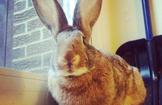 巨型花明兔的產地-巨型花明兔產自哪里?