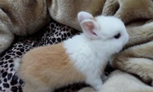 雷克斯兔的價格-雷克斯兔如何日常打理?