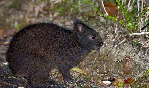 琉球兔怎么養(yǎng)？琉球兔吃什么？