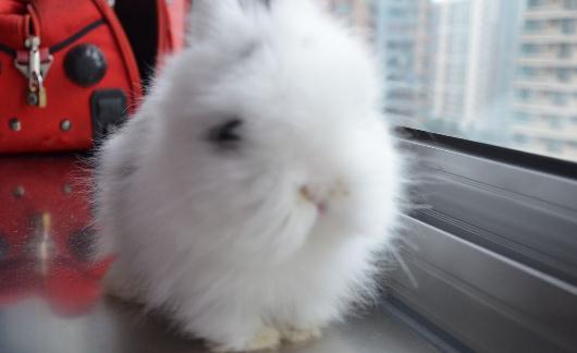 貓貓兔的產(chǎn)地-貓貓兔如何喂養(yǎng)？