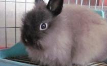 美國費斯垂耳兔產自哪里？