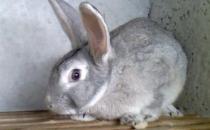 美國(guó)黃褐色家兔的外觀特征