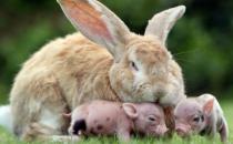 巨型格仔兔多少錢一只？