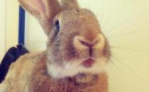 巨型花明兔怎么養(yǎng)？巨型花明兔養(yǎng)殖方法