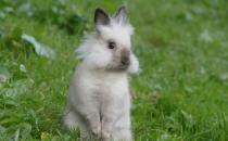 巨型金吉拉兔的簡(jiǎn)介-巨型金吉拉兔是什么？