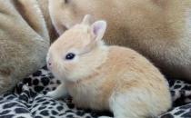 雷克斯兔的簡(jiǎn)介-雷克斯兔是什么兔子？