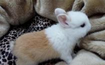 雷克斯兔的價格-雷克斯兔如何日常打理？