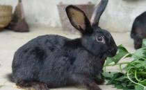 蓮山黑兔的日常怎么打理？