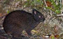 琉球兔怎么養(yǎng)？琉球兔吃什么？