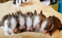 貓貓兔的簡介-貓貓兔是什么兔子？