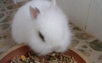 貓貓兔怎么養？貓貓兔的喂養方法