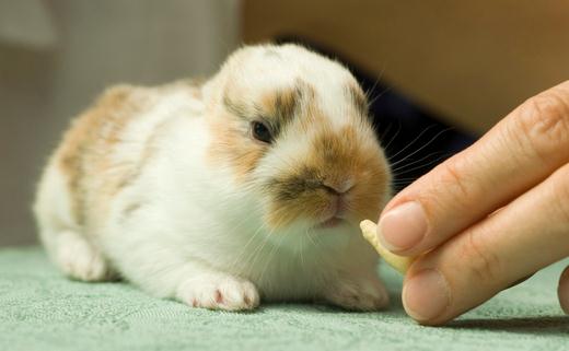 迷你兔的簡介-迷你兔是什么?