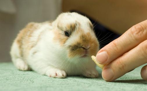 迷你兔怎么養？迷你兔的飼養方法