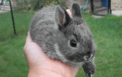 青紫藍兔的形態-青紫藍兔的體型特征