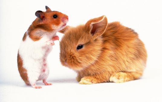 獅子頭兔的簡介-獅子頭兔是怎樣的？