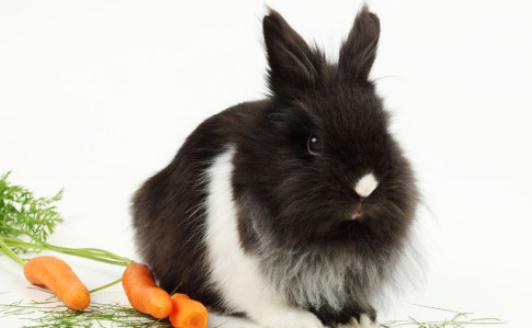 獅子頭兔的護(hù)理知識(shí)有哪些?