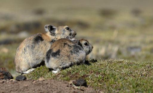 鼠兔的飼養(yǎng)方法是什么?