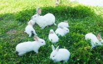 青紫藍兔的簡介-青紫藍兔是什么品種？